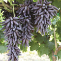 Ladyfinger Seedless Grape Vine Cuttings - 5 Unrooted Vitis vinifera for Rooting or Grafting, Deciduous Climber, Sweet Fruit