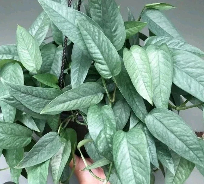 Cebu Blue Pothos Cuttings - 3 Stem Cuttings - Epipremnum pinnatum 'Cebu Blue' - Indoor Houseplant