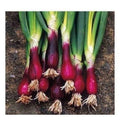 Red Welsh Bunching Onion Seeds – Non-GMO Heirloom Allium fistulosum, Clumping, Full Sun, Vegetable Seeds for Home Garden