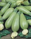 Grey Zucchini Summer Squash Seeds 15 Ct Cucurbita pepo Heirloom Vegetable Seeds for Home Garden