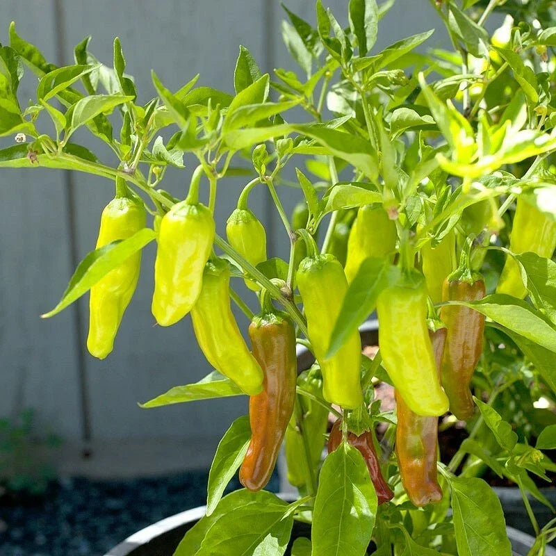 Golden Greek Pepperoncini Pepper Seeds – Heirloom Non-GMO Capsicum annuum, 1000 Seeds for Pickling & Salads
