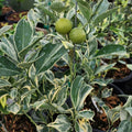 Variegated Cara Cara Navel Orange Cuttings - 3 Fresh Citrus Cuttings, No Roots - Citrus x sinensis