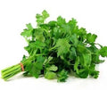 Italian Parsley Seeds - 200+ Dark Green Flat Leaf Herb for Home Gardening - Petroselinum crispum