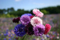 Dwarf Bachelor Button Seeds - Polka Dot Mix - Colorful Garden Flowers - Centaurea cyanus - Easy to Grow Annual