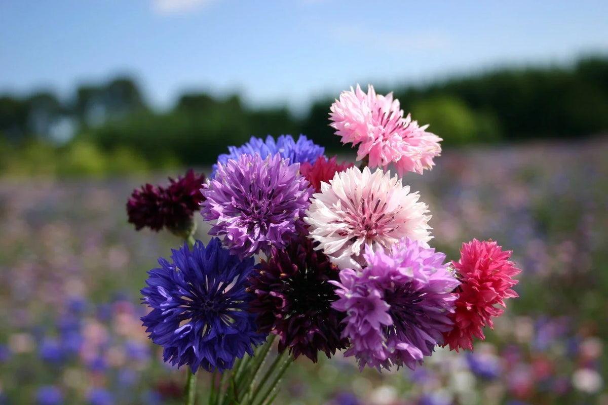 Dwarf Bachelor Button Seeds - Polka Dot Mix - Colorful Garden Flowers - Centaurea cyanus - Easy to Grow Annual