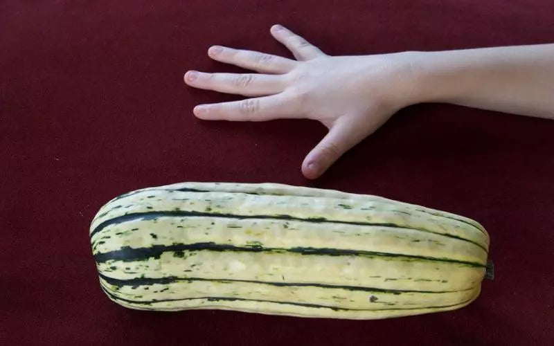 Delicata Sweet Potato Squash Seeds - 35 Pack Heirloom Cucurbita pepo Vining Non-GMO Garden Seeds