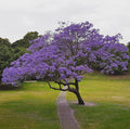 Blue Jacaranda Tree Plant - 6-8 Inches - Jacaranda Mimosifolia - Live Indoor/Outdoor Tree for Gardens & Pots