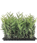 Emerald Green Arborvitae Trees - 3 Starter Plants for Privacy Screen - Thuja occidentalis 'Emerald Green' - 10-15 ft Height