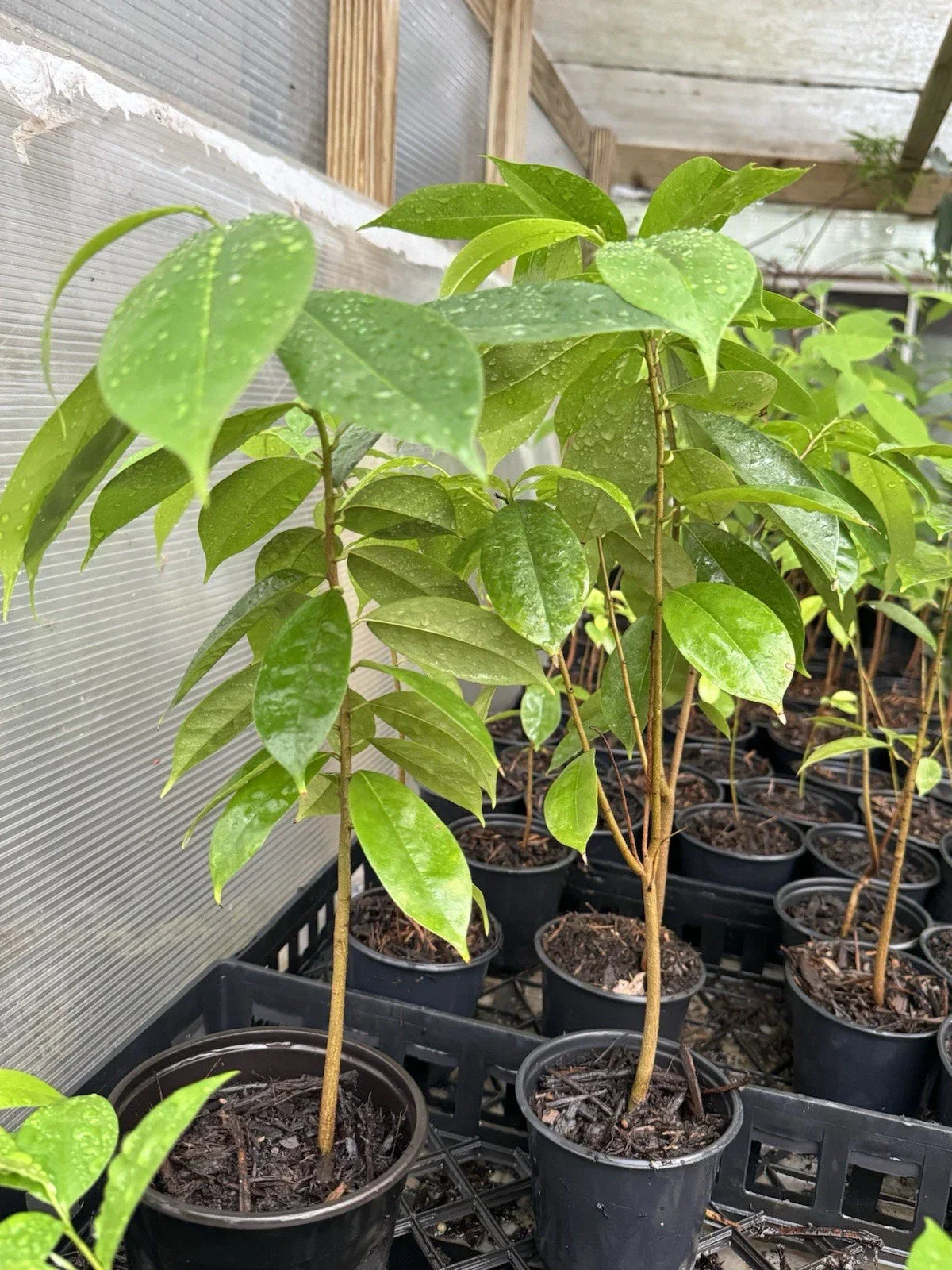 Well Rooted Soursop Tree in Pot - Annona muricata - Tropical Fruit Plant for Garden or Indoor Growth