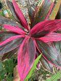 Hawaiian Ti Leaf Cuttings 6 Inch Hybrid Green Pink Red Cordyline fruticosa Set of 3 Indoor Outdoor Decoration