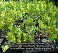 Kinnikinnick Ground Cover Plant 3.5" - Arctostaphylos Uva-Ursi - Evergreen, Drought-Tolerant, Attracts Hummingbirds
