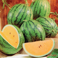 Queen Watermelon Seeds - 50+ Pack for Garden Planting - Citrullus lanatus - USA Grown, Free Shipping