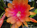 Epiphyllum Immortal Cuttings - Unrooted 8-10 Inches Long - Epiphyllum Oxypetalum Propagation Plant