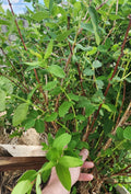Honeyberry Cuttings 8 pcs 6"-8" Berry Blue Lonicera caerulea Leaves Just Starting to Grow