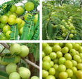 10+ Indian Gooseberry (Amla) Seeds - Phyllanthus Emblica Tree Seeds for Planting