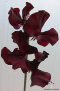 Windsor Sweet Pea Seeds - 50+ Pack for Garden Planting - Lathyrus odoratus - USA Grown - Free Shipping