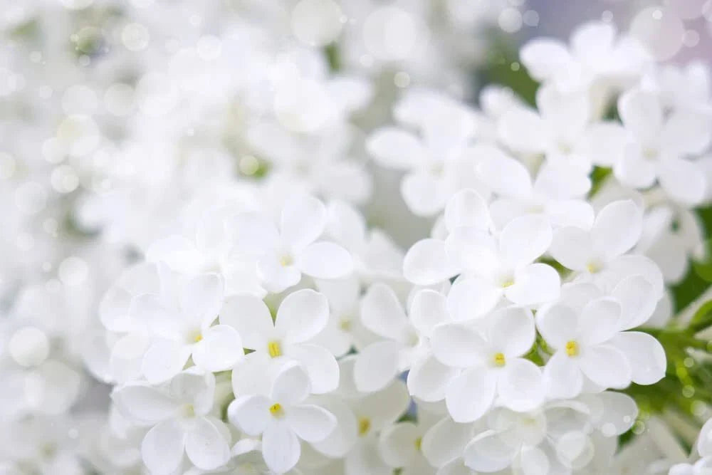 White Lilac Seeds for Planting | 100+ Seeds | Fragrant Variety | Syringa vulgaris