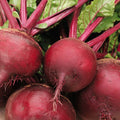 Ruby Queen Beet Seeds - 200+ Count - Dark Red Blood Turnip - Beta vulgaris