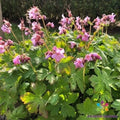 Ingwersen's Variety Geranium Seeds - 25+ Pack for Garden - Pelargonium x hortorum - USA Grown, Free Shipping
