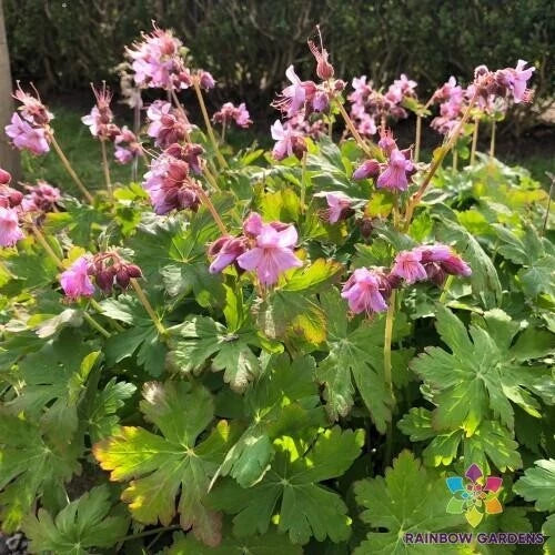 Ingwersen's Variety Geranium Seeds - 25+ Pack for Garden - Pelargonium x hortorum - USA Grown, Free Shipping
