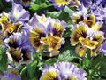 Pansy Seeds 50 Count | Frizzle Sizzle Yellow Blue Swirl | Viola tricolor Flower Seeds