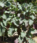 Purple Leaf Tree Collard Cutting - Perennial Kale - Edible Garden Plant (Brassica oleracea var. acephala)