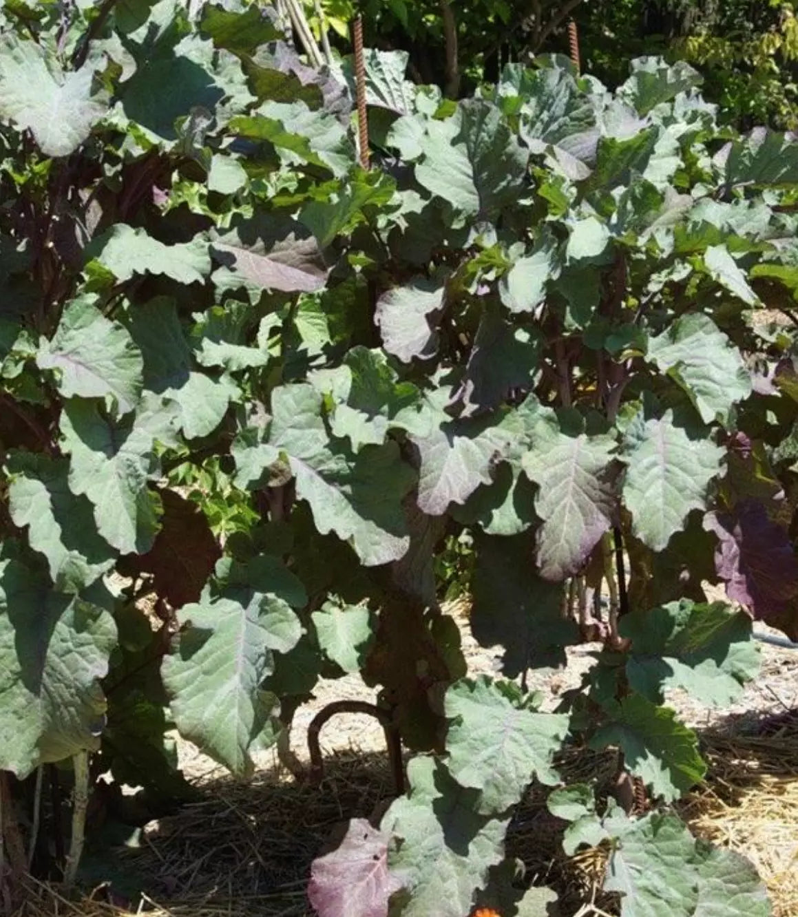 Purple Leaf Tree Collard Cutting - Perennial Kale - Edible Garden Plant (Brassica oleracea var. acephala)