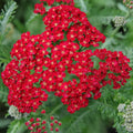 Red Yarrow Seeds (Rubra) - Achillea millefolium Perennial Herb for Butterflies, Easy Grow, Full Sun, 2-3 Feet Tall