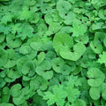 Wild Ginger Plant Roots 20-Pack Asarum Canadense Woodland Bareroot Native Wildflower