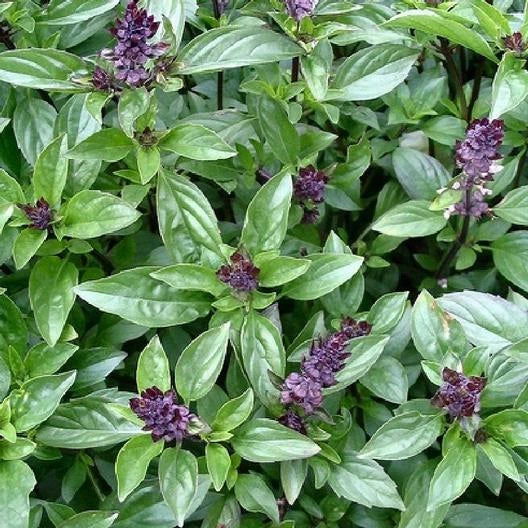 Cinnamon Basil Seeds - 1000 Non-GMO Herb Seeds for Cooking & Gardening - Ocimum basilicum