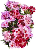 Dwarf Godetia Seeds - Clarkia amoena - Colorful Flower Seeds for Borders & Containers