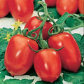 Roma Tomato Seeds - Organic Heirloom NON-GMO Solanum lycopersicum for Canning & Cooking, 10+ Seeds Pack