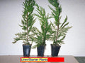 Leyland Cypress Tree Starter Plant - Bare Root Evergreen Hedge Plant - Cupressocyparis leylandii - Fast Growing, Full Sun