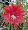 Epiphyllum 'Desert Sunrise' Unrooted Cutting - Rare Orchid Cactus - Vibrant Blooms - Tropical Succulent Plant