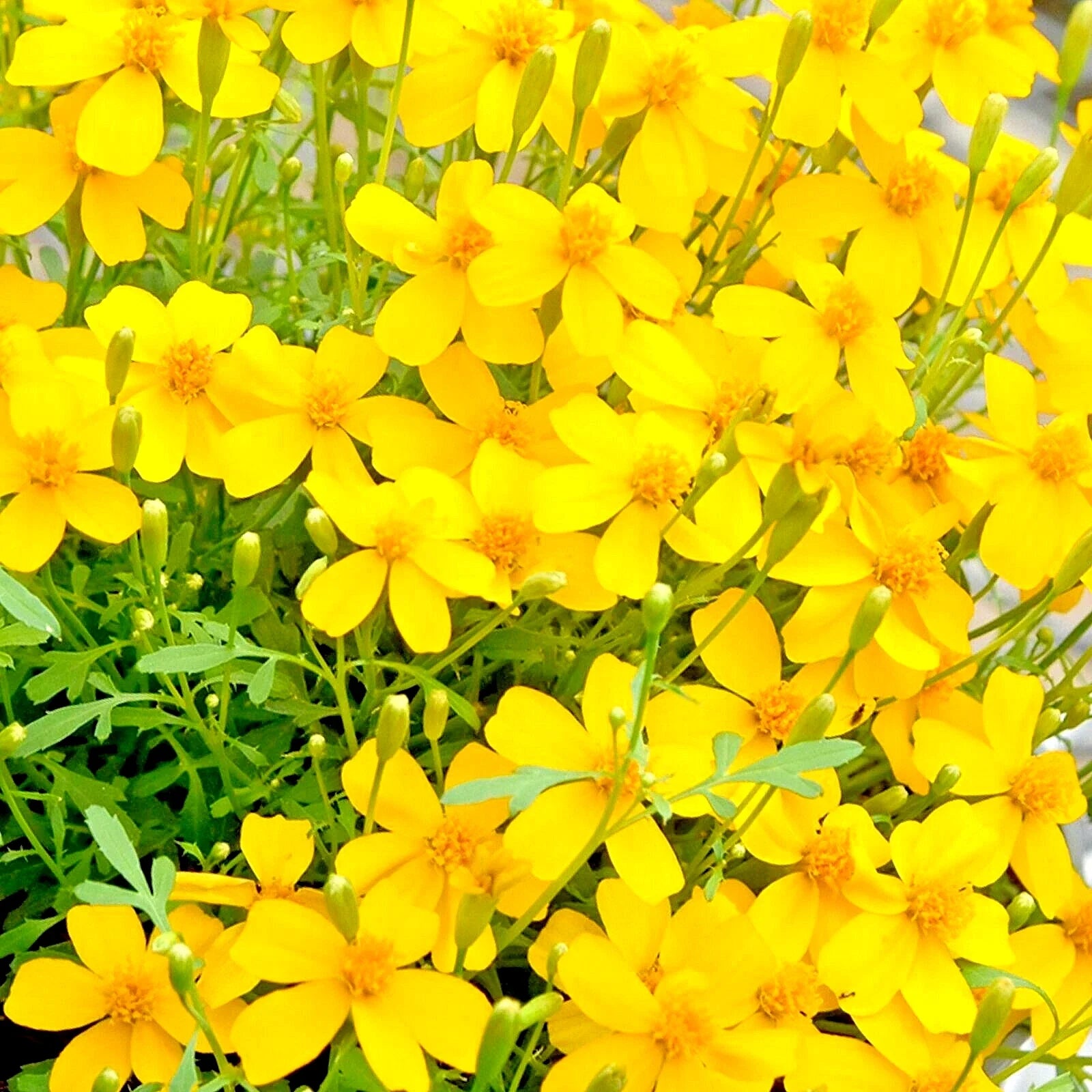 Mexican Mint Mosquito Insect Repellent Seeds - 20 Pack - Medicinal Herb - *Agastache mexicana*