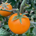 Orange Cherry Tomato Seeds - 120+ Heirloom Non-GMO Organic - Rare Variety - Solanum lycopersicum