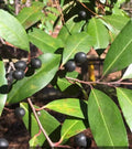 Cherry Laurel Tree Seeds - Prunus caroliniana - Evergreen Privacy Hedge & Landscaping Plant - Drought-Tolerant Tree Seeds