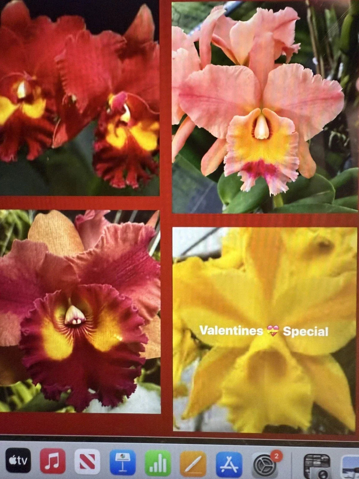 Cattleya Orchid Seedlings Bare Root 5 Pack - Tropical Flowering Houseplant Cattleya spp.