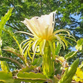 Dragon Fruit Rooted Cuttings - 6" Mystery Varieties - Hylocereus spp. - Live Plant for Home Garden or Indoor Growing