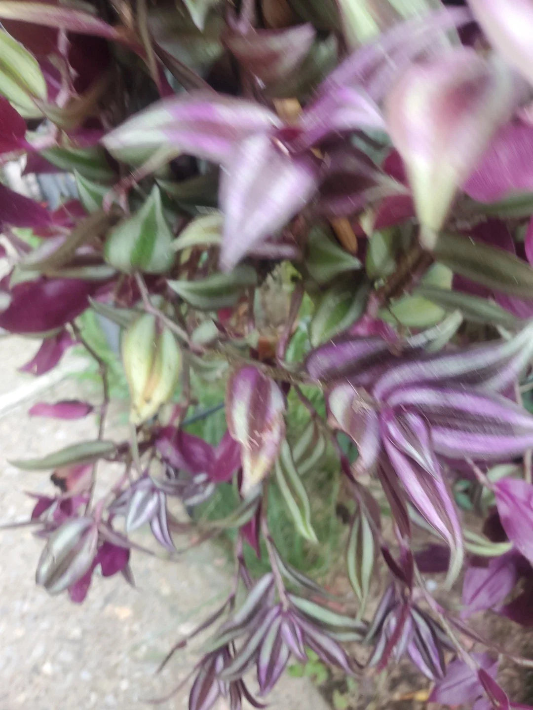 Wandering Jew Live Cuttings 12" Tradescantia Zebrina with Aerial Roots - Indoor Plant for Home Decor