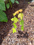 Sunset Maple Tree Seedlings | Bare Root | 4-6 Inches Tall | Acer rubrum Var. Sunset
