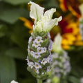 Lavandula Javelin Forte White Live Plants - 30 Count, Aromatic Lavender for Gardens and Landscaping