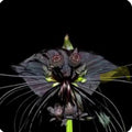 Black Bat Flower Plant - Small Rooted Starter - Tacca chantrieri - Exotic Black Lily for Unique Indoor Gardens