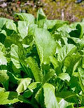 Mustard Greens Seeds - Heirloom, Non-GMO Brassica juncea, 25+ Seeds for Home Gardening, Nutritious Leafy Greens