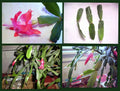 Christmas Cactus Cuttings 2-Segment Dark Pink Schlumbergera Bridgesii - Freshly Cut Unrooted Plant Propagation