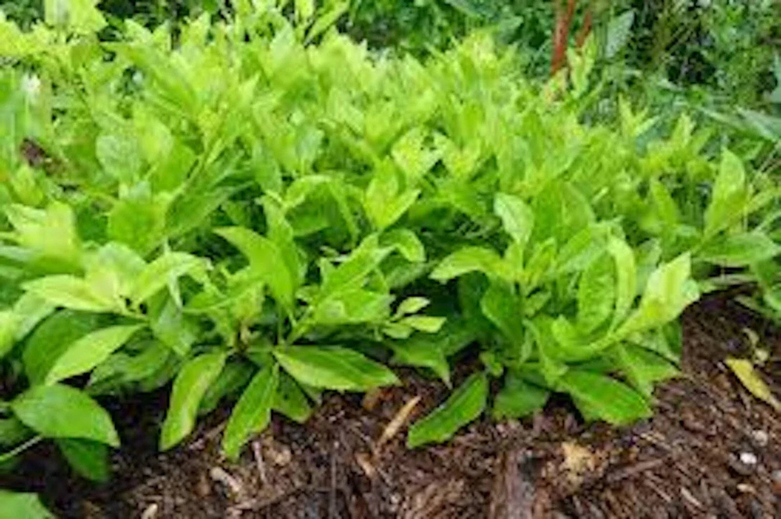 Longevity Spinach Starter Plant - 5 Pack, Gynura Procumbens, Perennial Edible Greens for Indoor/Outdoor Gardening