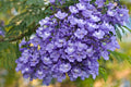 Blue Jacaranda Tree Seeds - 50 Pack - Stunning Flowering Tree - Jacaranda mimosifolia - Made in USA, Ships from USA