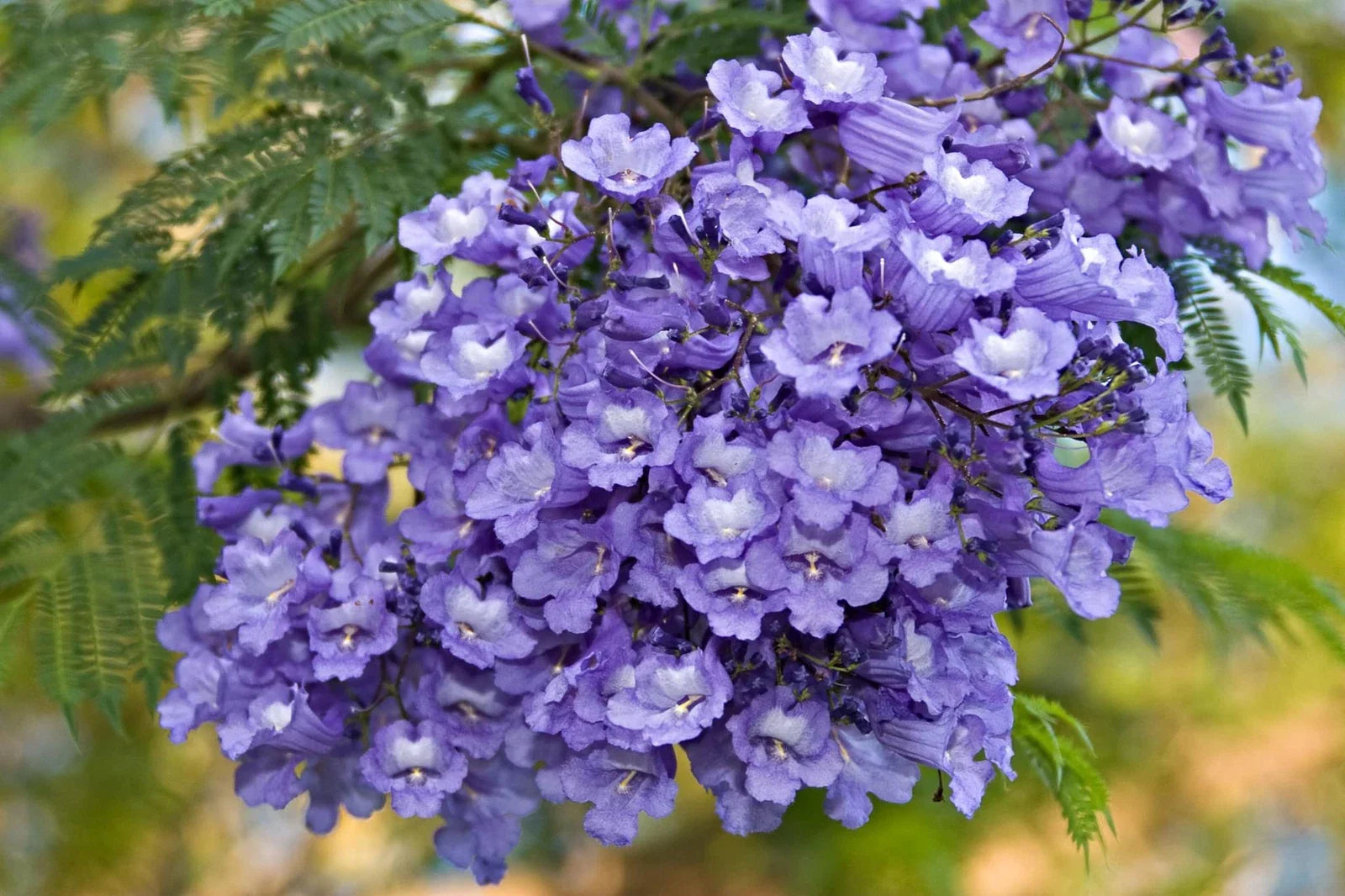 Blue Jacaranda Tree Seeds - 50 Pack - Stunning Flowering Tree - Jacaranda mimosifolia - Made in USA, Ships from USA