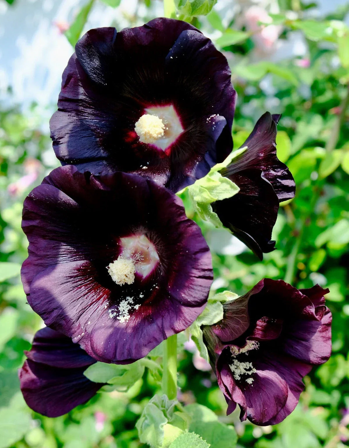 Giant Black Hollyhock Seeds 51 Pack | Hardy Perennial Alcea rosea