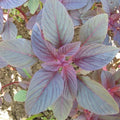 Red Garnet Amaranth Seeds - Non-GMO, Vibrant Red Leaves, Edible, Amaranthus cruentus, 2000+ Seeds for Garden & Culinary Use